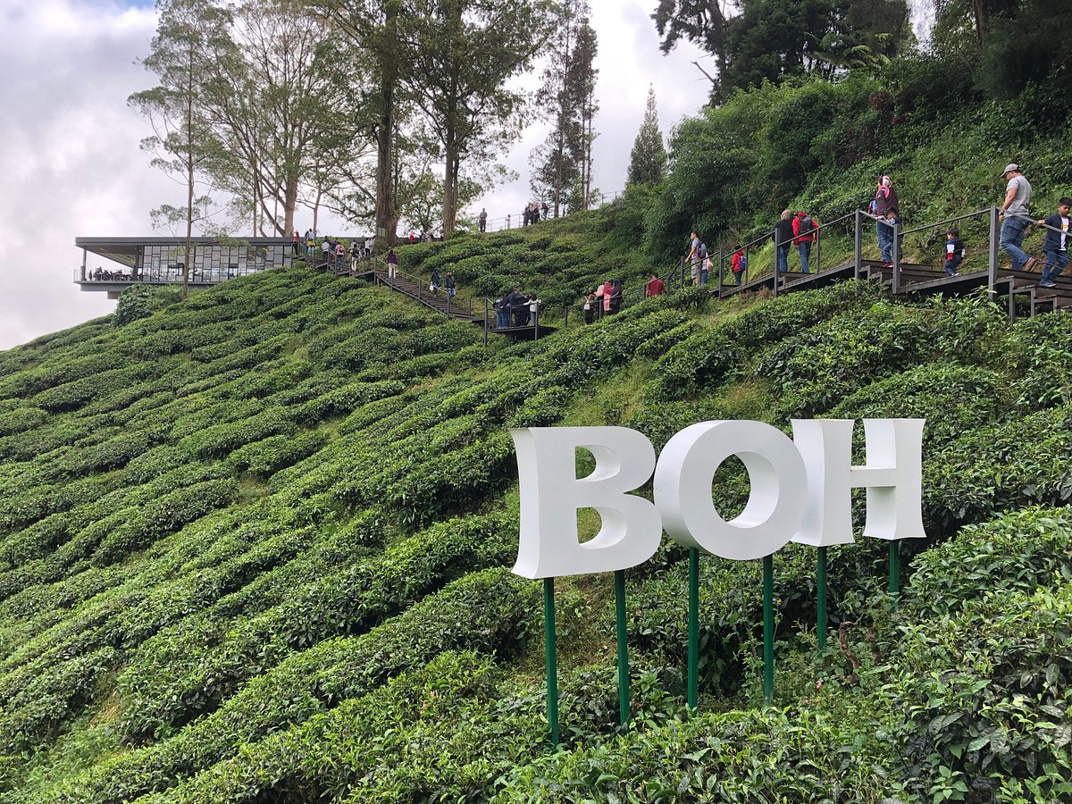 Boh Tea Plantation & Factory